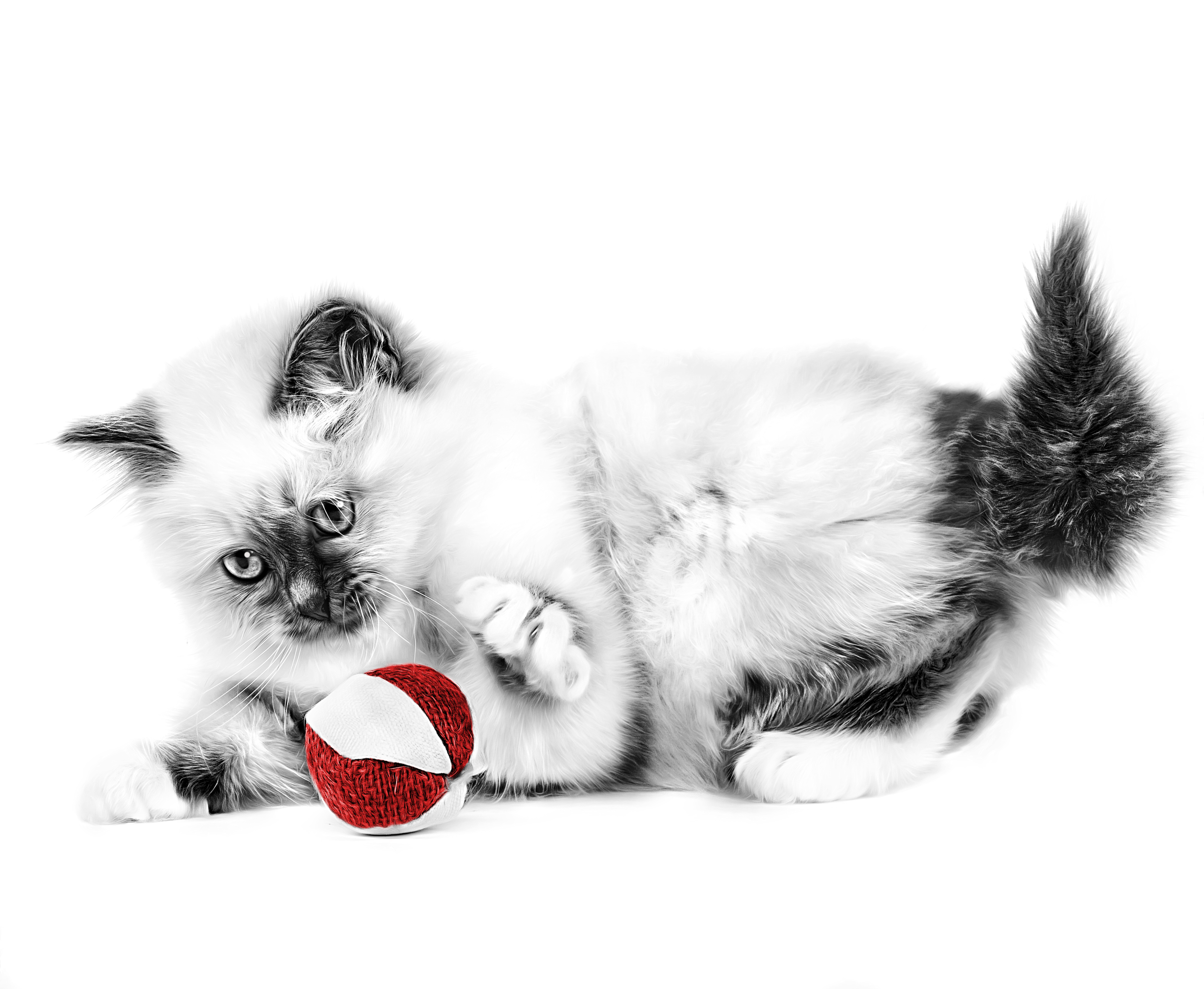 Sacred Birman Kitten in black and white playing with a ball