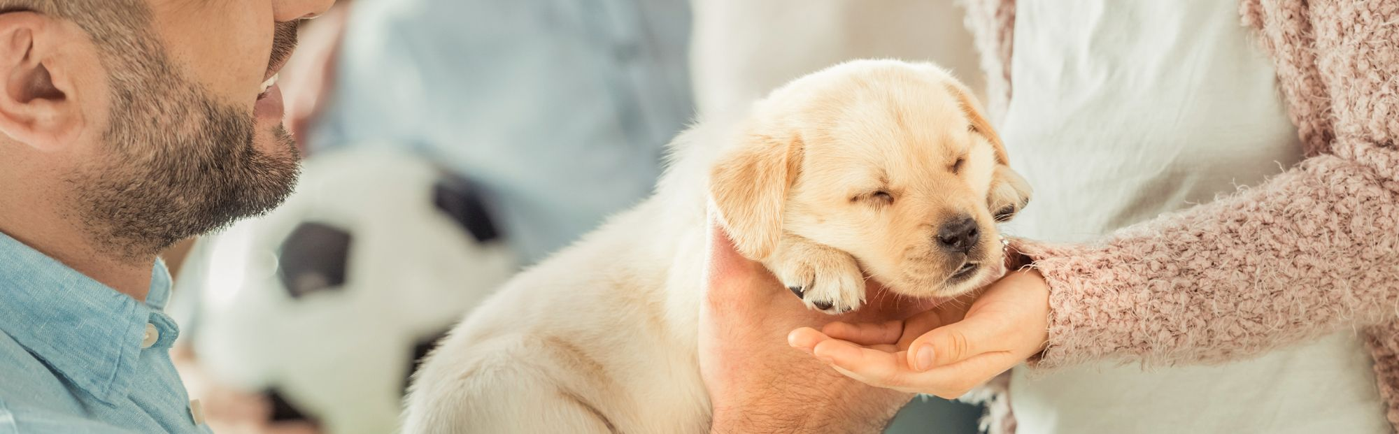 Sleeping Labrador Retriever puppy being passed to a young girl