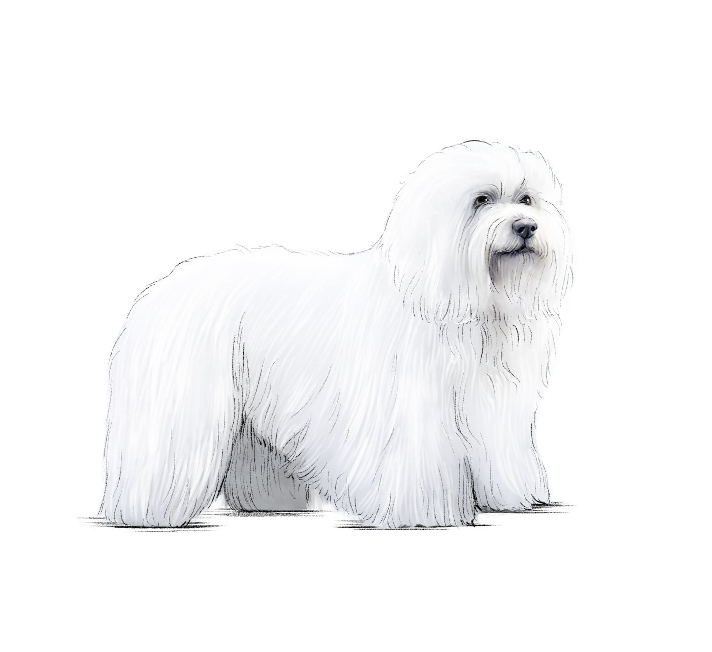 Ilustración de un Coton de Tulear