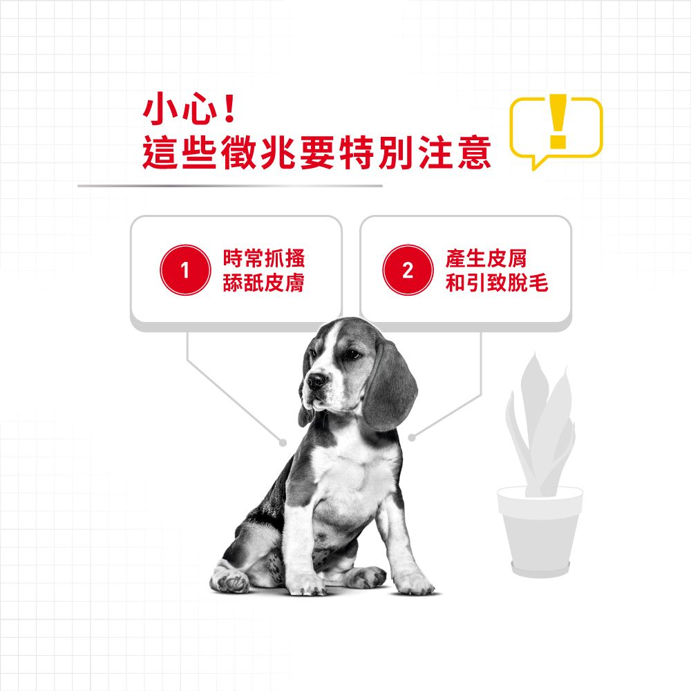 CCN 中型犬皮膚舒緩加護配方