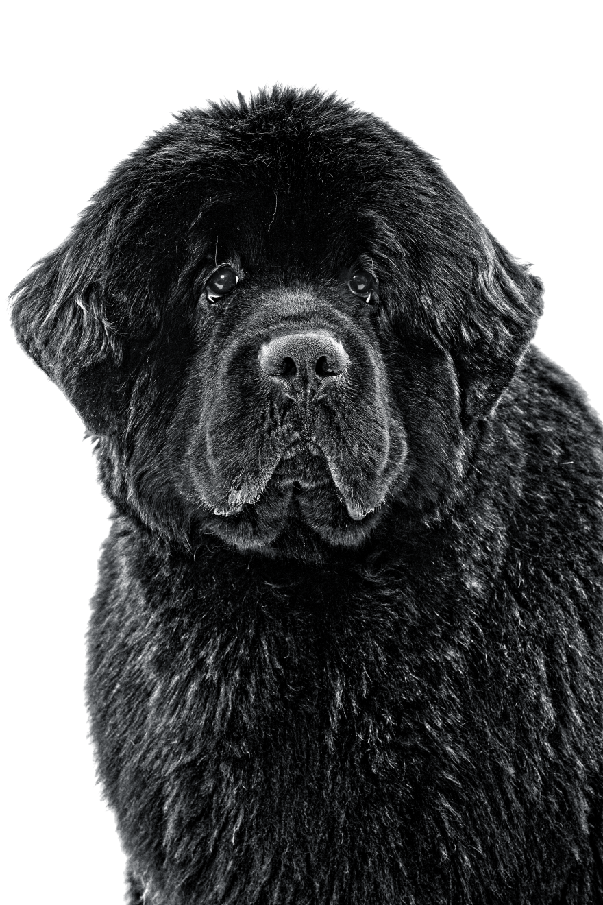 close-up black and white portrait of a Newfoundland
