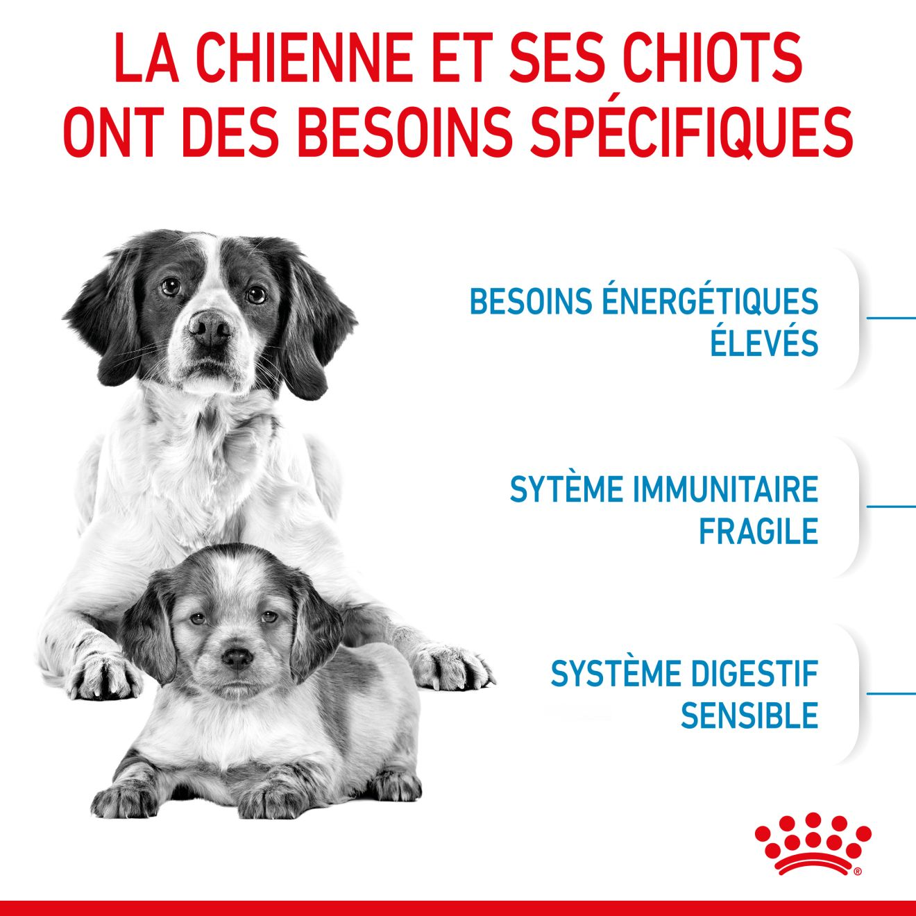 Medium Starter Mother & Babydog pour chiot