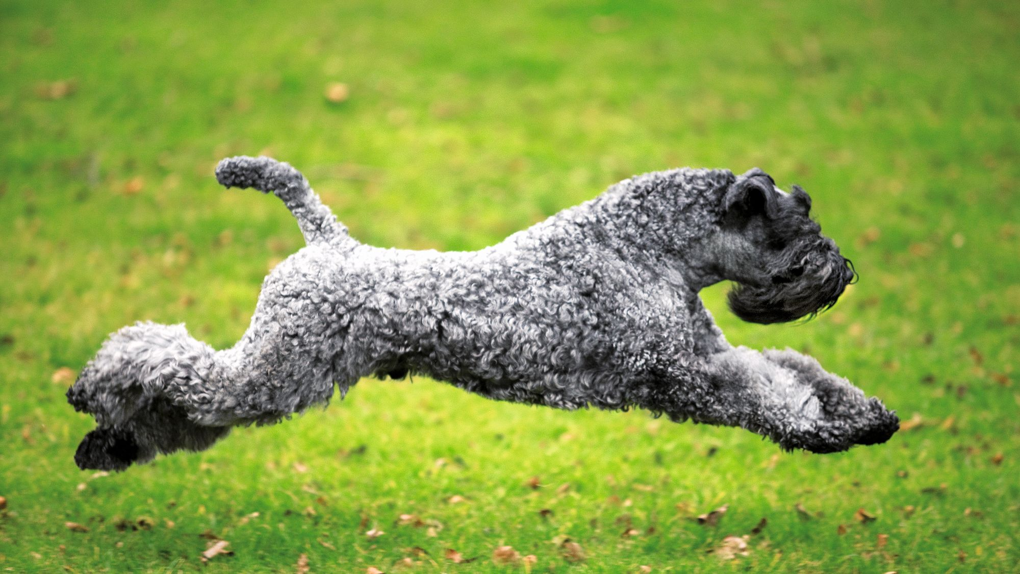 Kerry Blue Terrier caught mid-air, bounding over grass