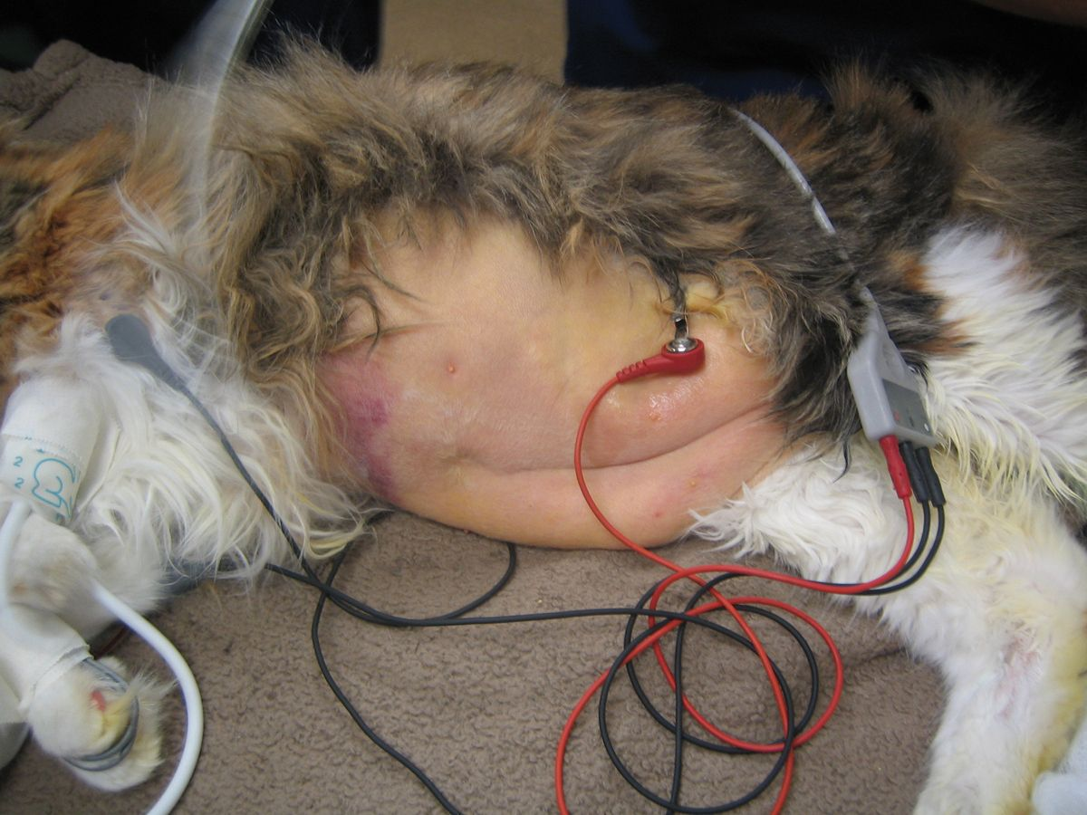 Comment J Aborde Un Chat Atteint De Cholangite Royal