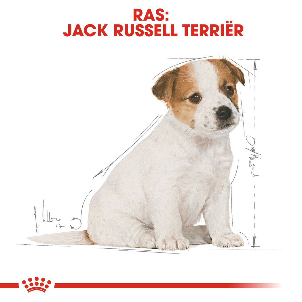 Jack Russell Terrier Puppy 