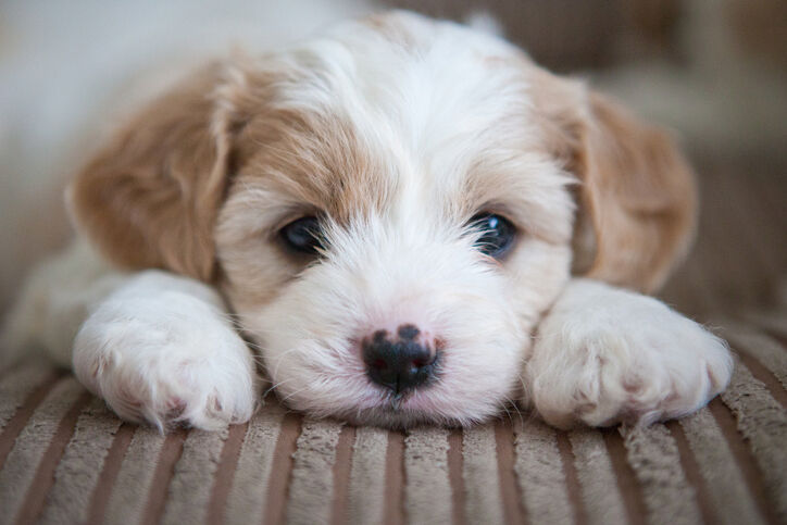 Cavachon puppy lying on a couch with its head between its paws