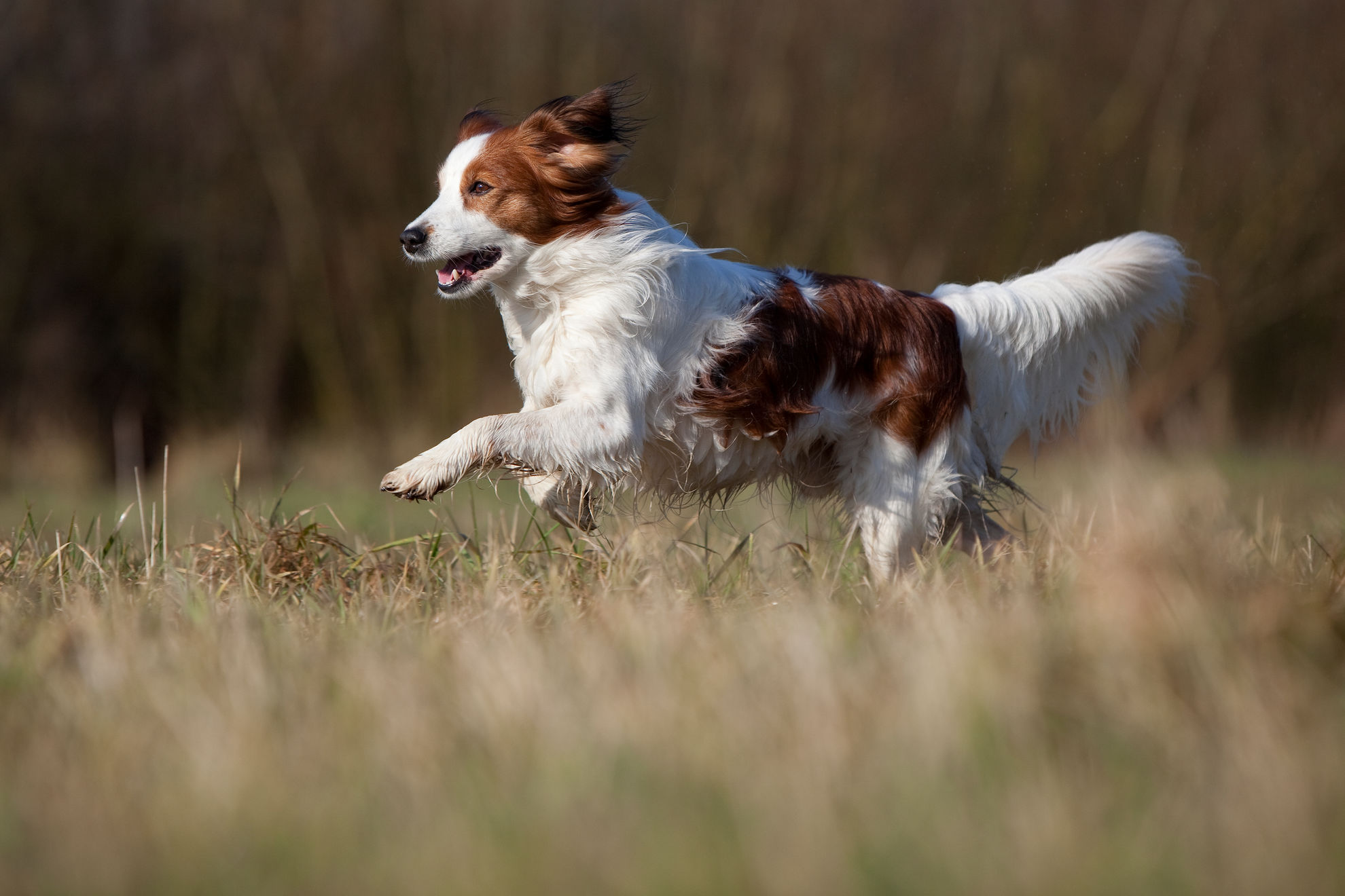 Вязка собак (случка): когда и как вязать собаку в первый раз | Блог зоомагазина натяжныепотолкибрянск.рф