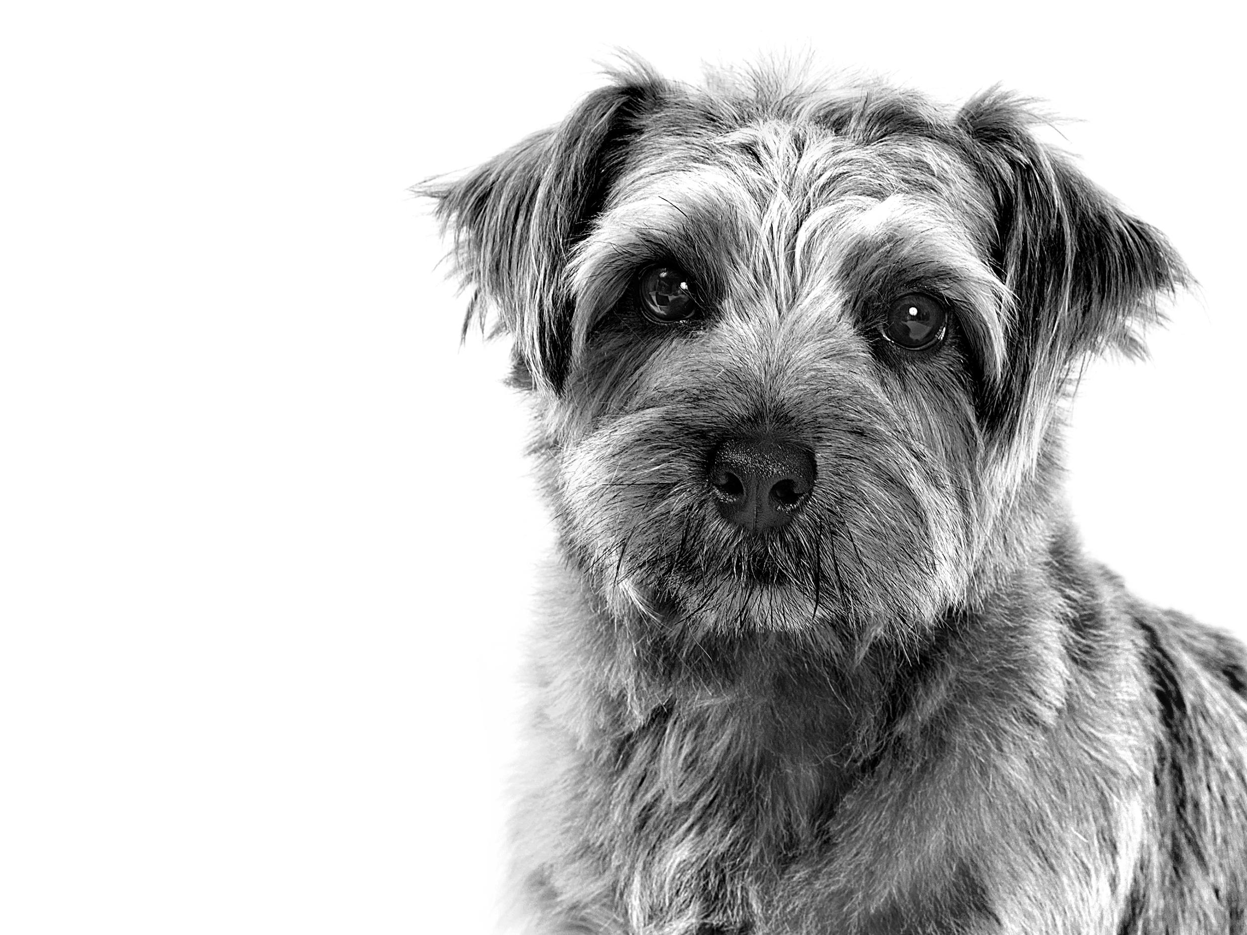 Norfolk Terrier adulto in bianco e nero