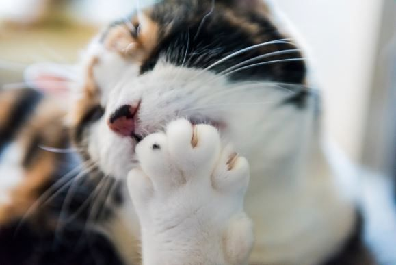 What causes bad breath in cats