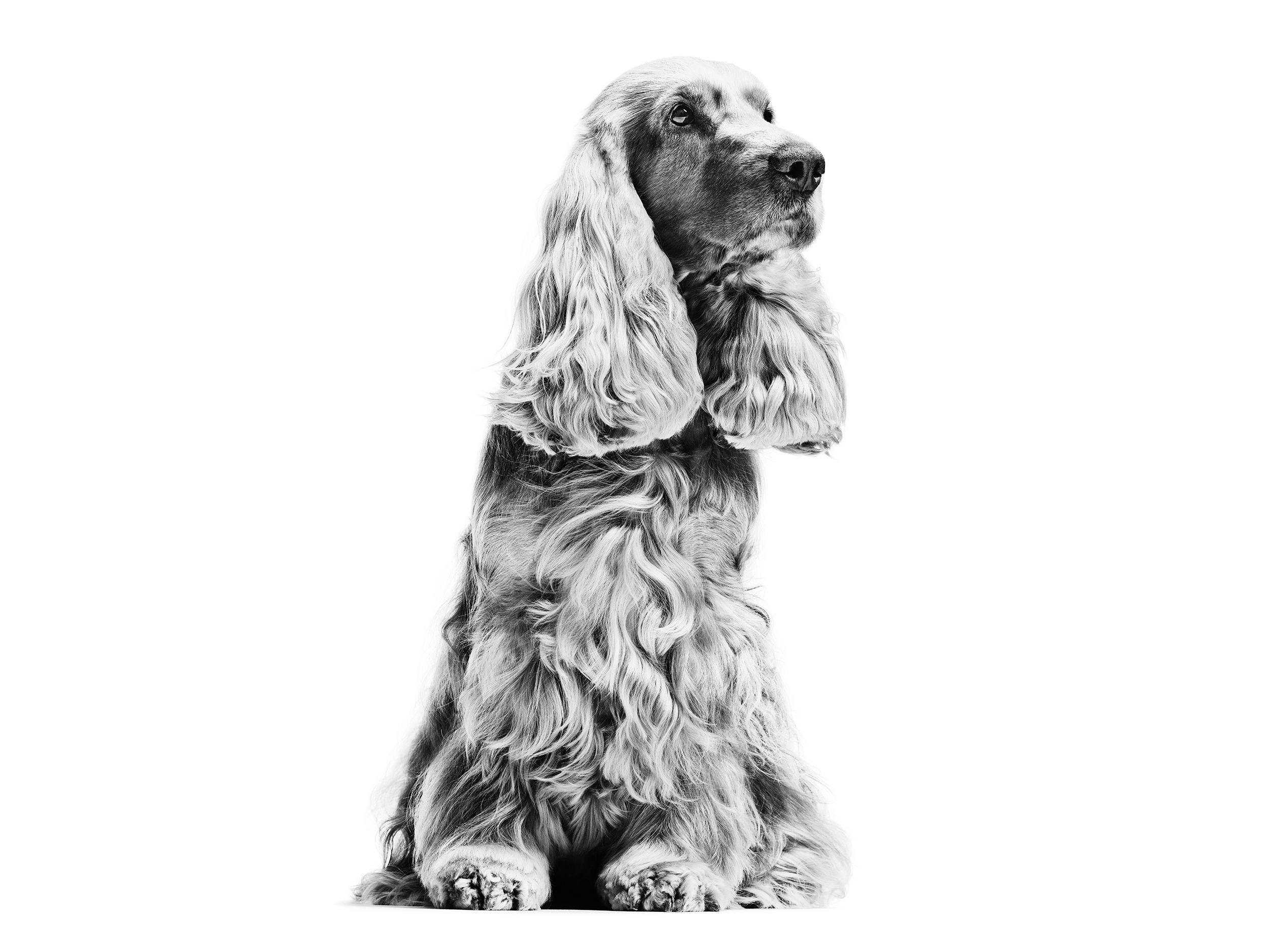 Royal canin hotsell cocker spaniel adult