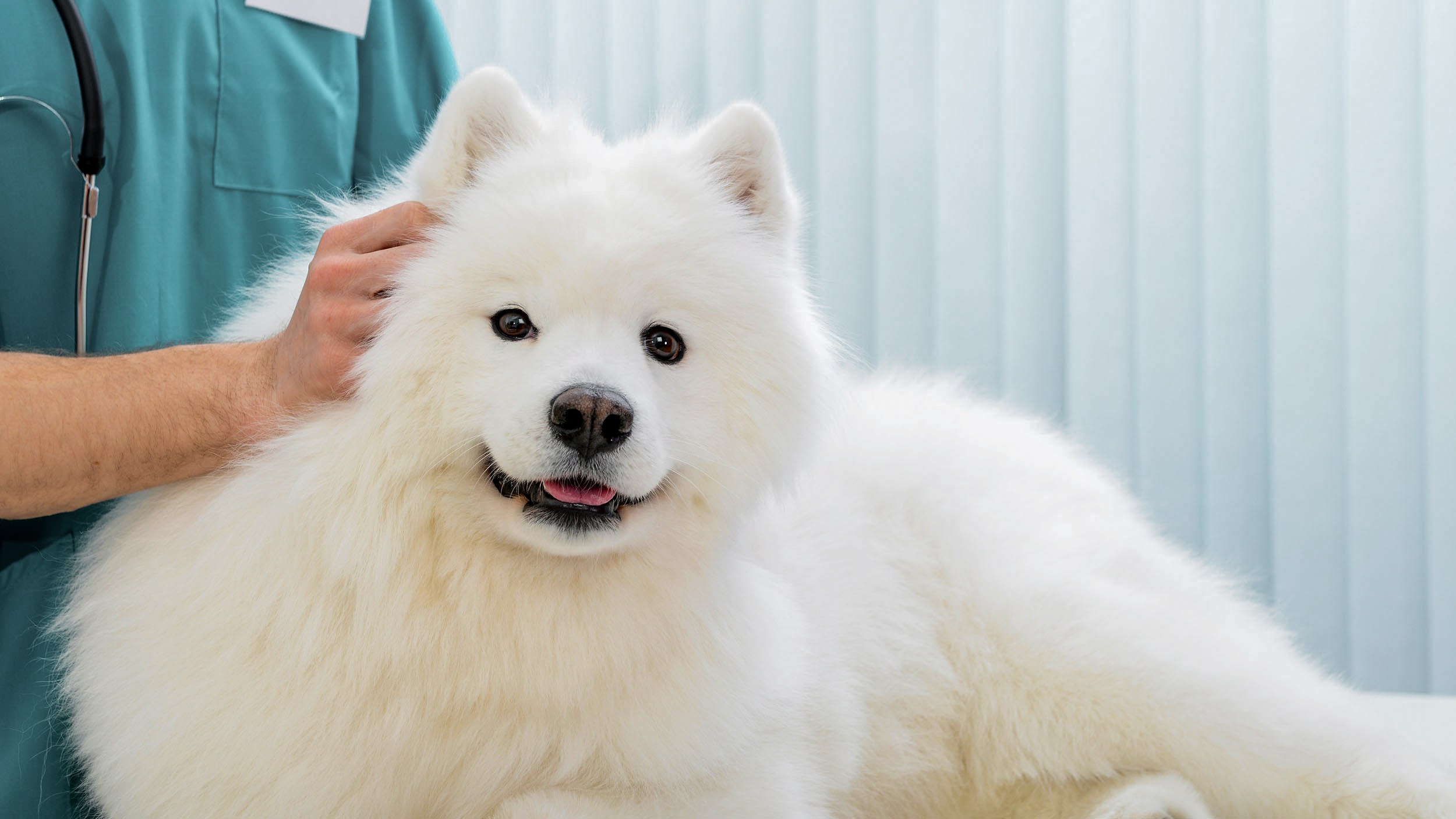Adult Samoyed lying down on an examination table in a vets office.