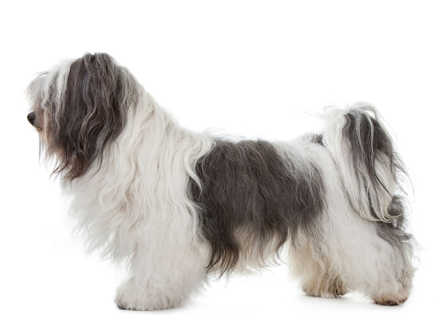 Royal canin dog hot sale food for havanese