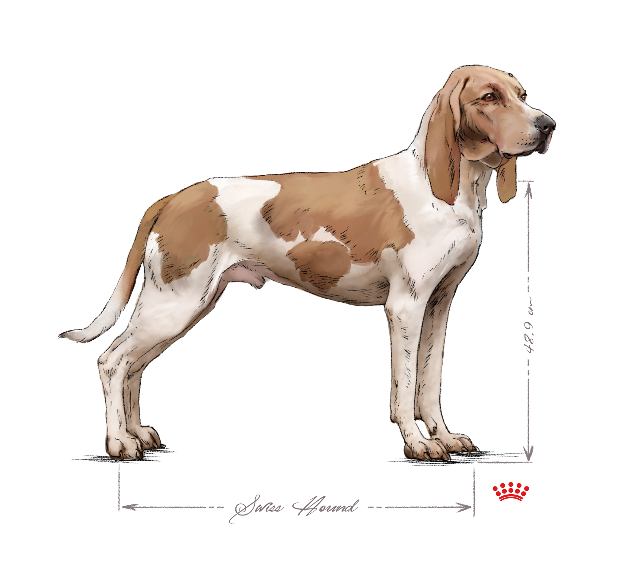 Swiss Hound adult black and white