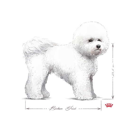 Bichon Frise adult in black and white