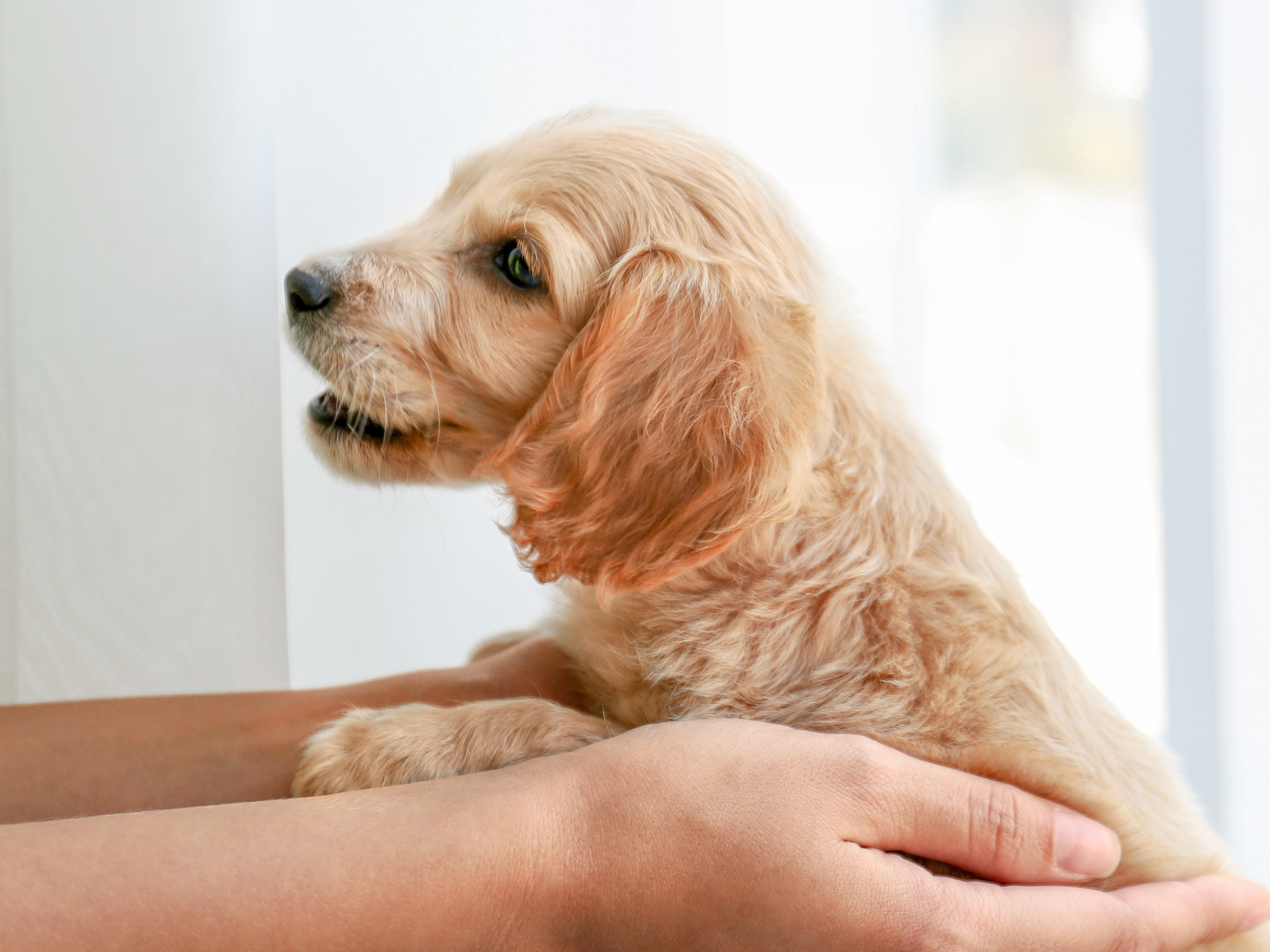 English Cocker Spaniel puppy playing indoors next to a window with owner