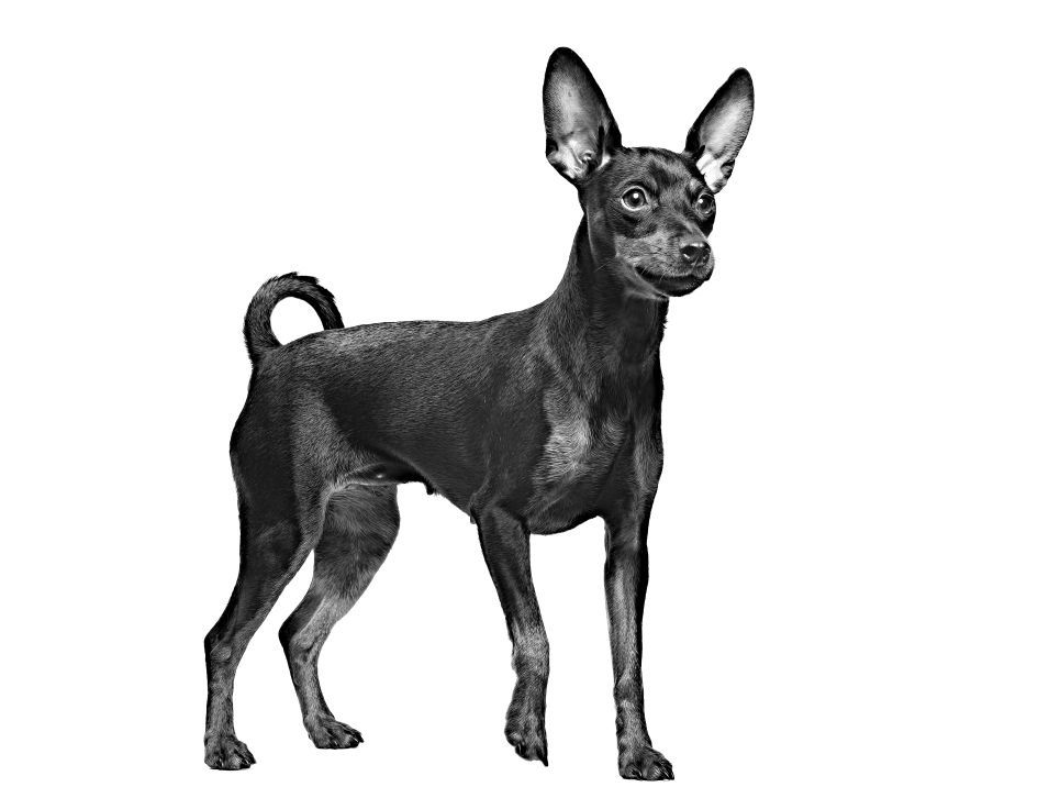 Pinscher standing looking past camera in black and white