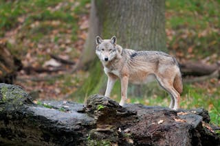 Modern wolves share a common ancestry with the domestic dog, but their hunting range and behavior may have been significantly altered by the threat from humans.