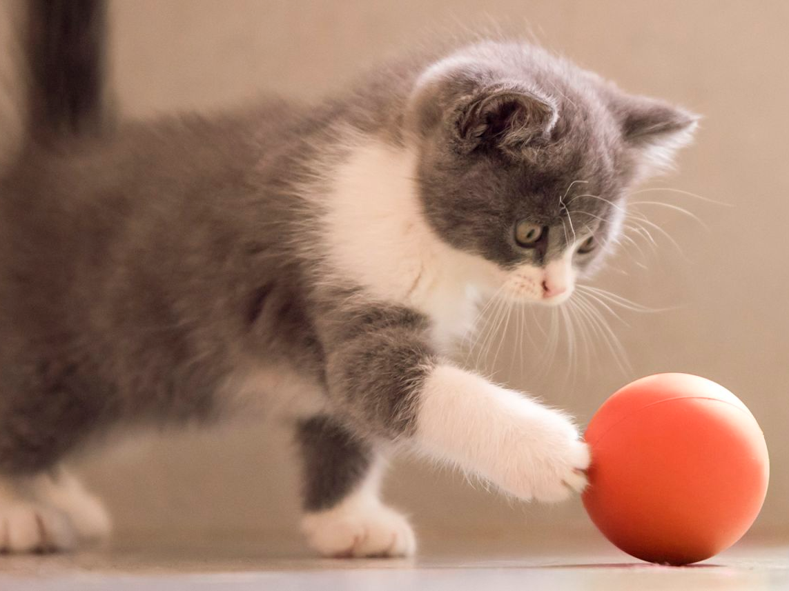 Gatito jugando con una pelota roja