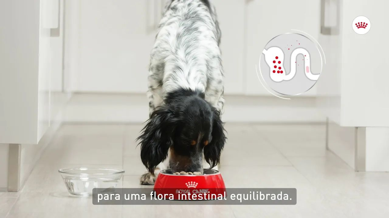 Royal Canin Digestive Care - Cuidado digestivo para cães