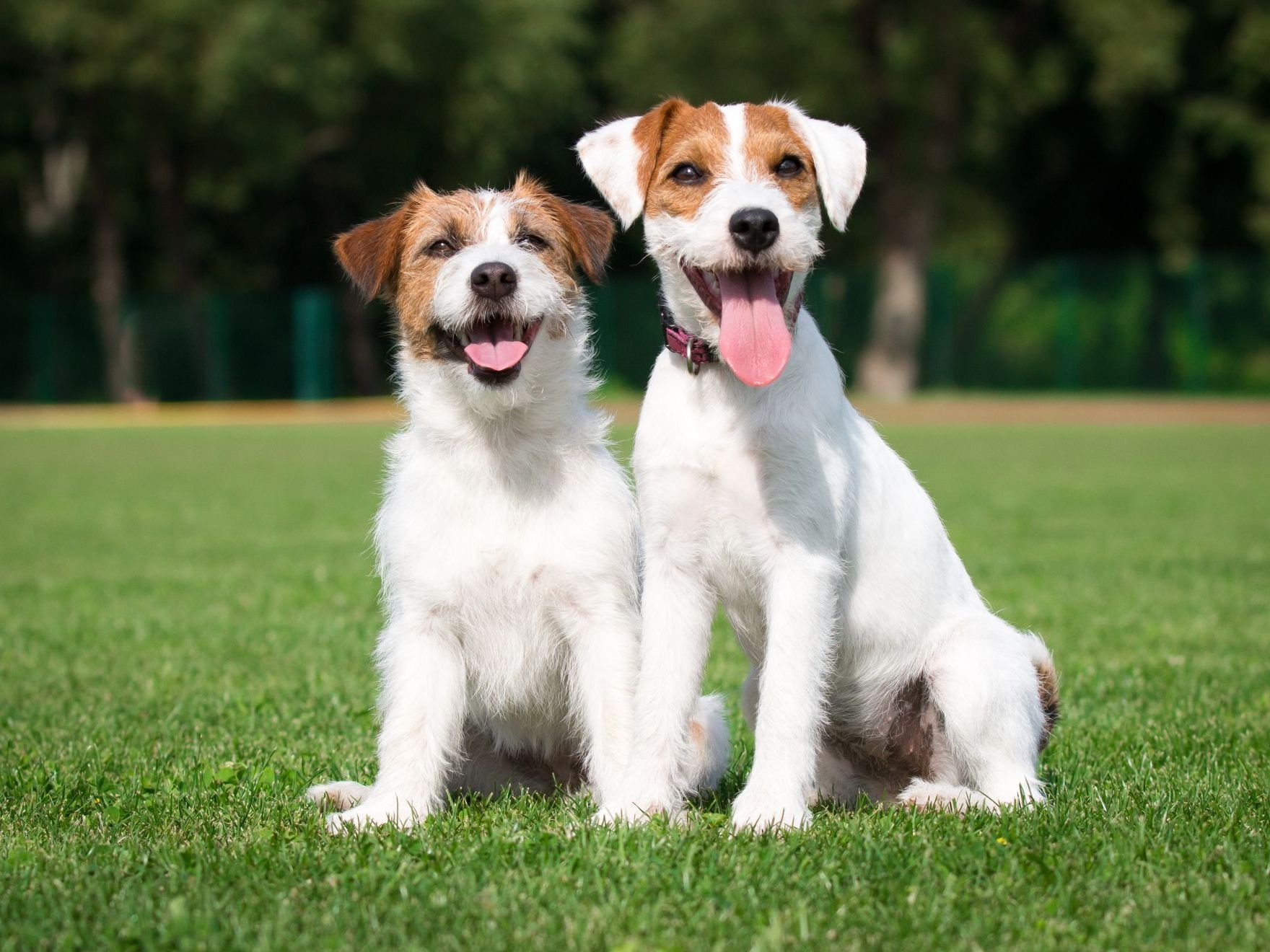 russell terriers à poil dur assis dehors en été