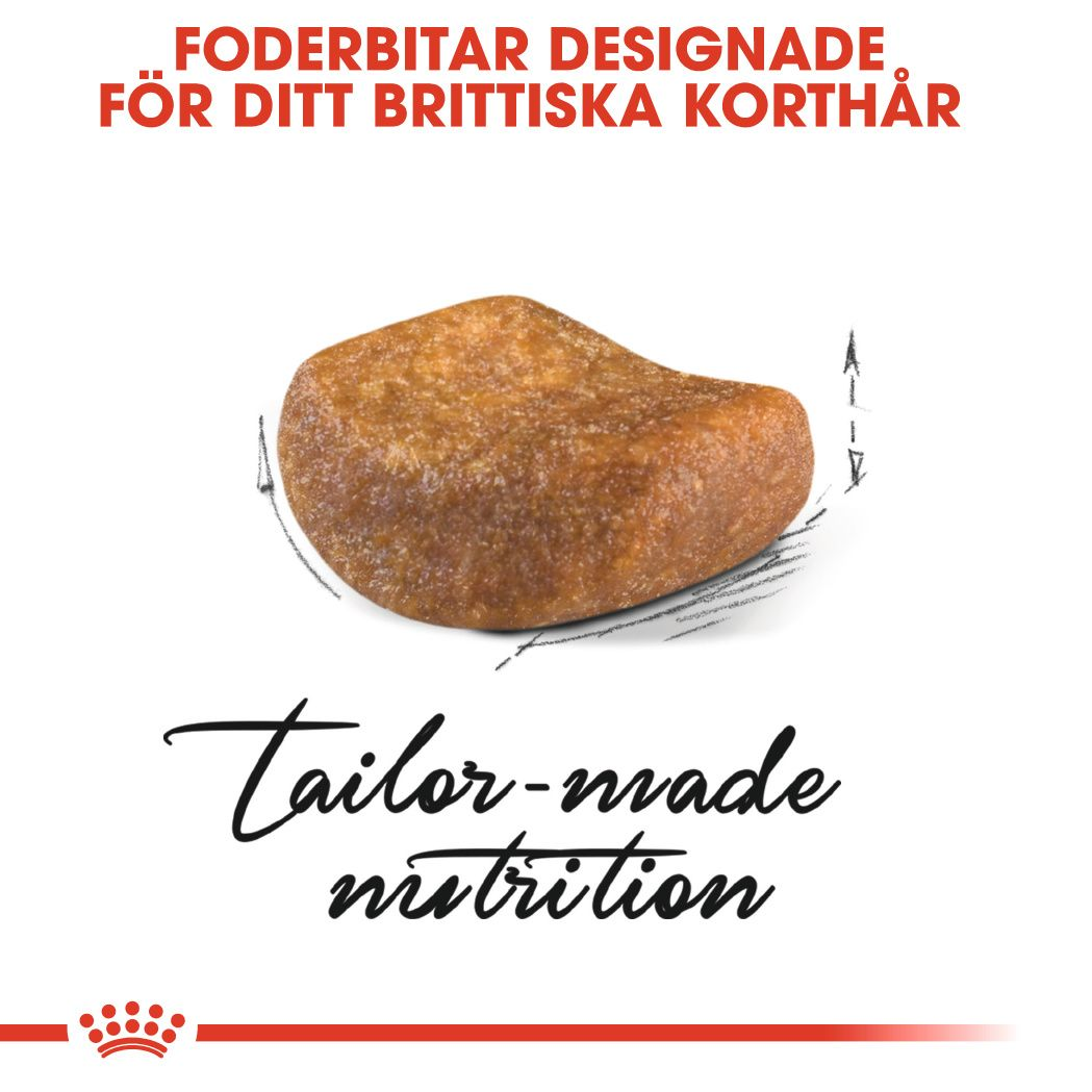 British Shorthair Adult