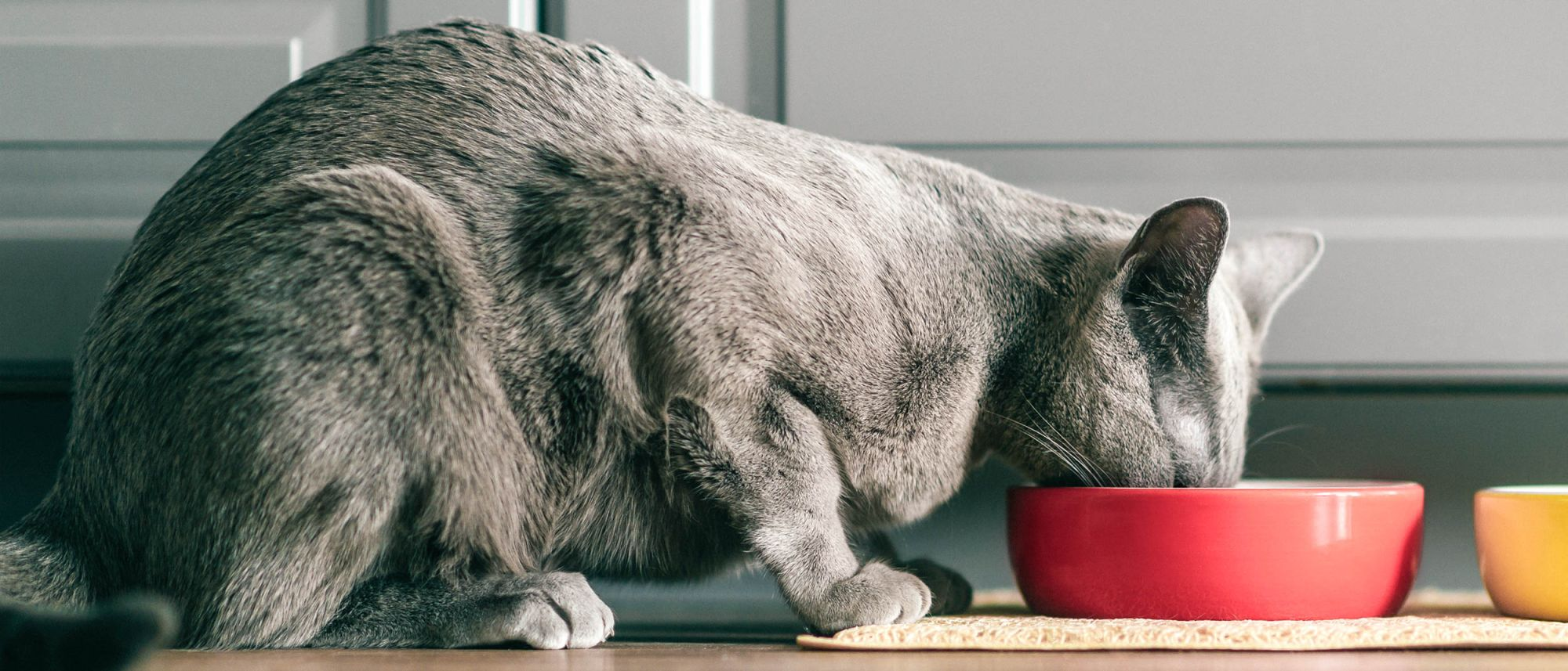 Gray cat in a kitchen eating out of a red bowl