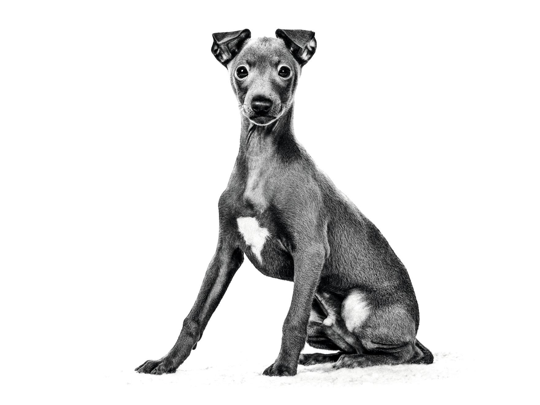 Royal canin 2025 italian greyhound