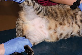. L'alopecia ventrale autoindotta, spesso senza lesioni evidenti, è una presentazione comune nei gatti con dermatite.