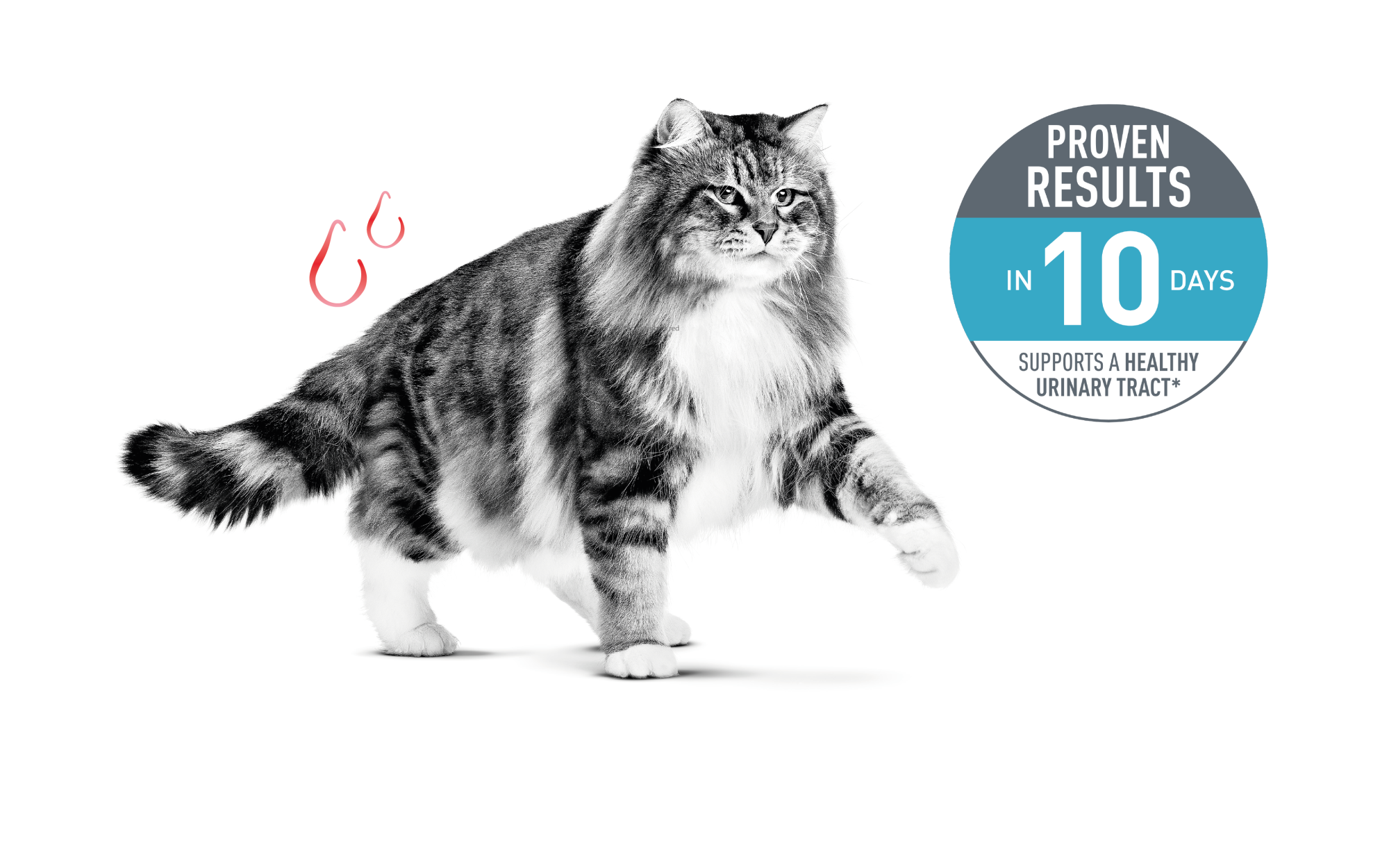 Emblematic of cat with urinary sensitivity and associated proven results