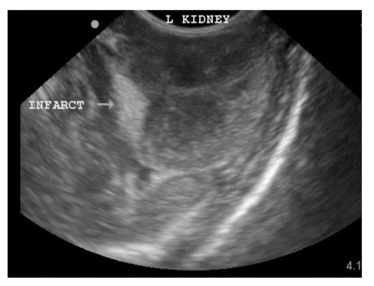 Ultrasound Imaging of the Feline Kidney - Vet Focus