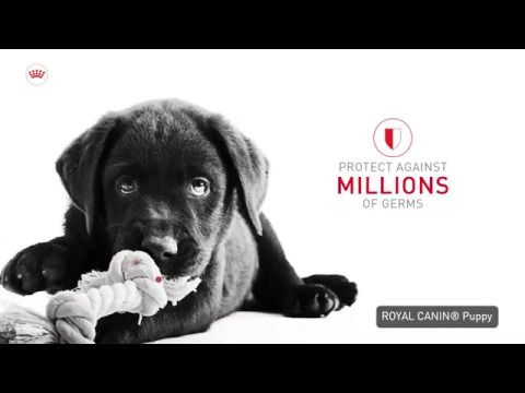 au-dogs-nutrition-for-life