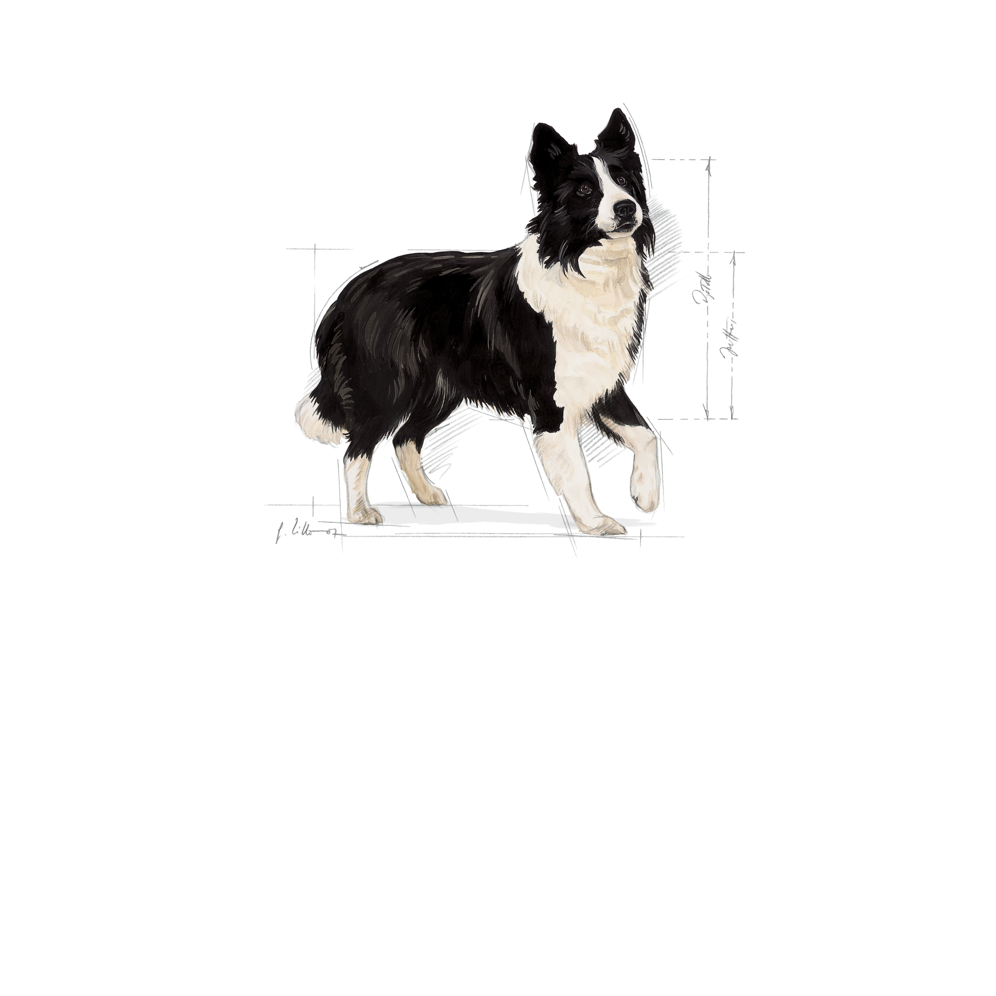 Medium Digestive Care | Royal Canin ZA