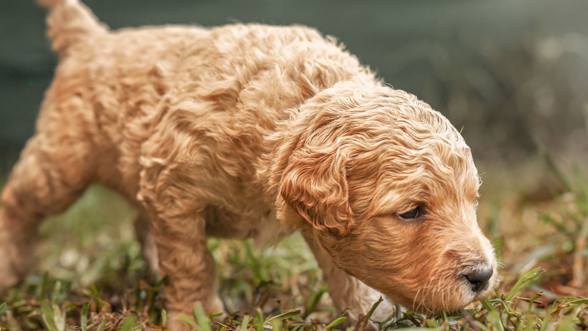 Puppy walking outdoors in a garden