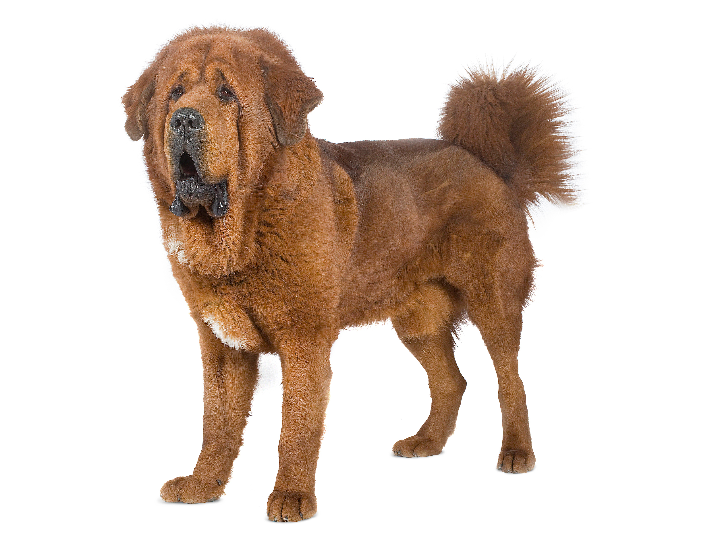 48+ Anjing tibetan mastiff di indonesia information