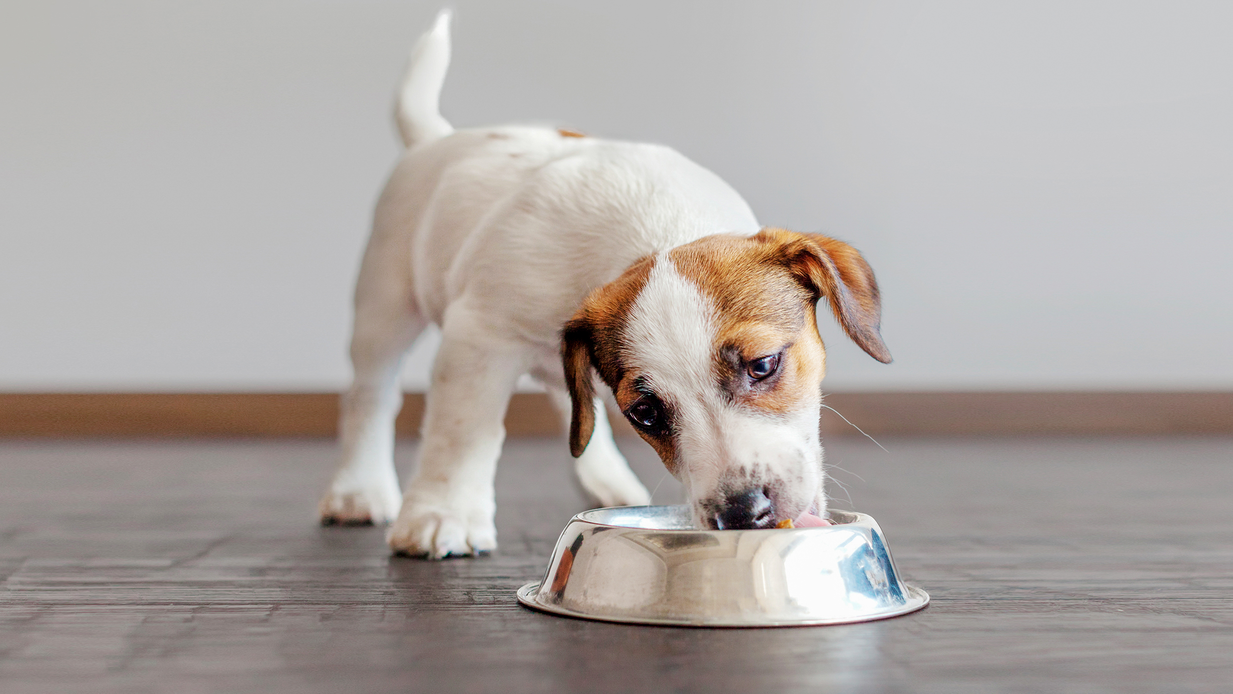 Jack russell-valp som står innendørs og spiser fra en sølvfarget skål.