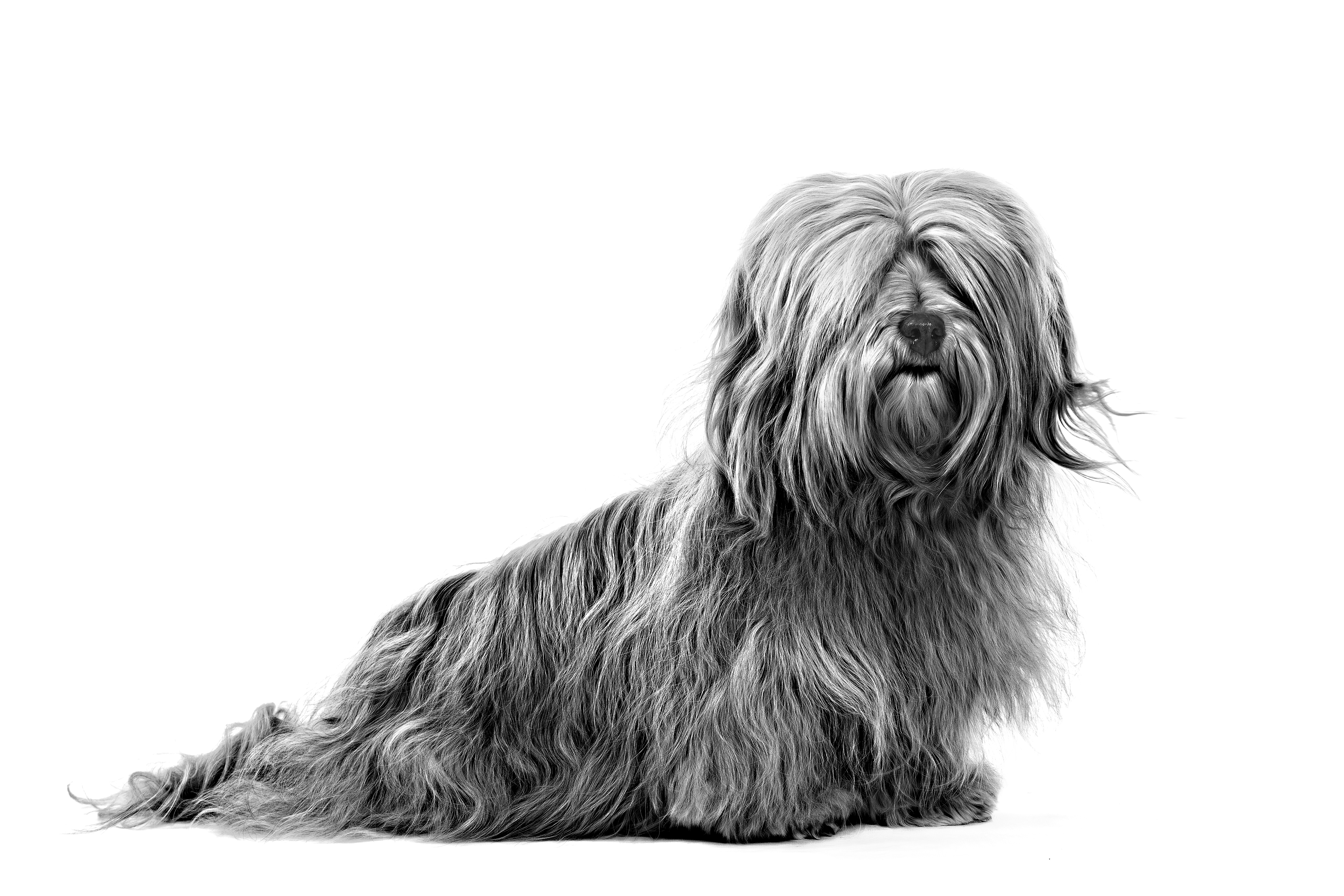 Havanese adult black and white