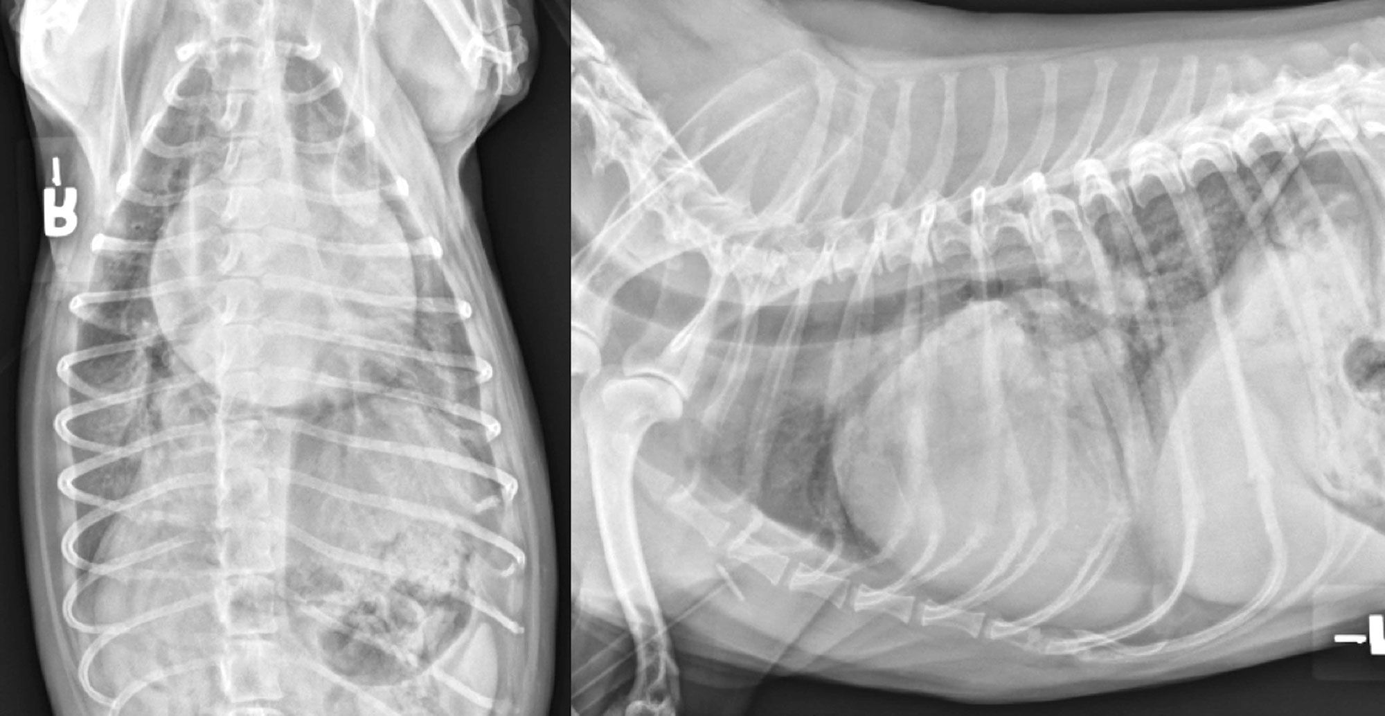 Figure 5. Radiographies thoraciques dorsoventrale (a) et latrale (b) 