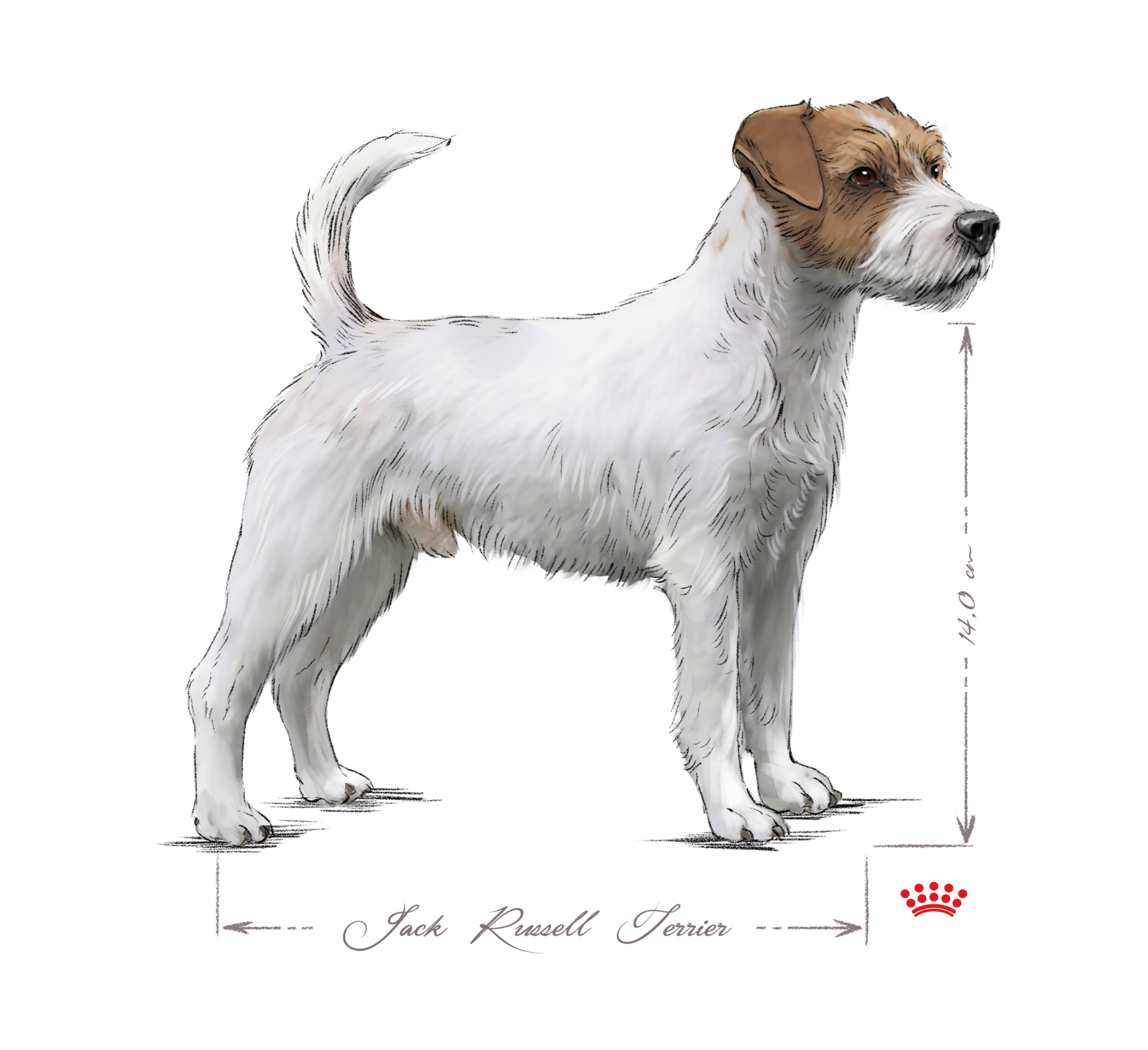 Parson russell terrier