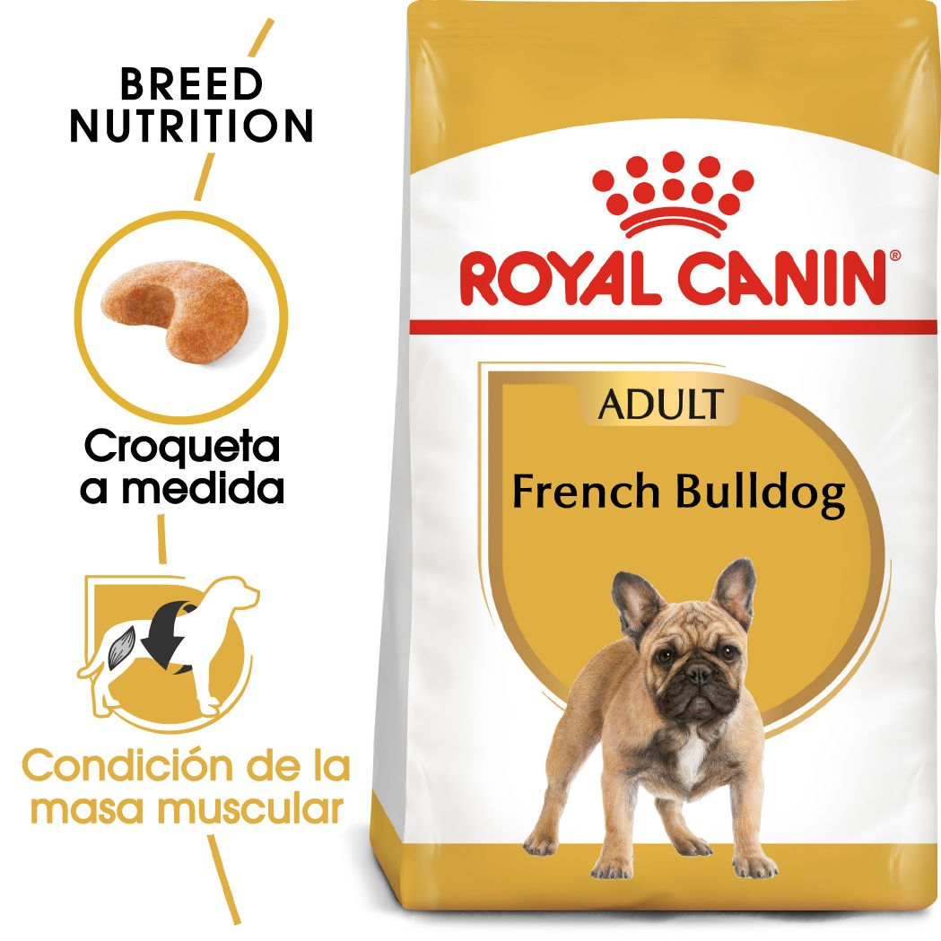 French Bulldog Adult