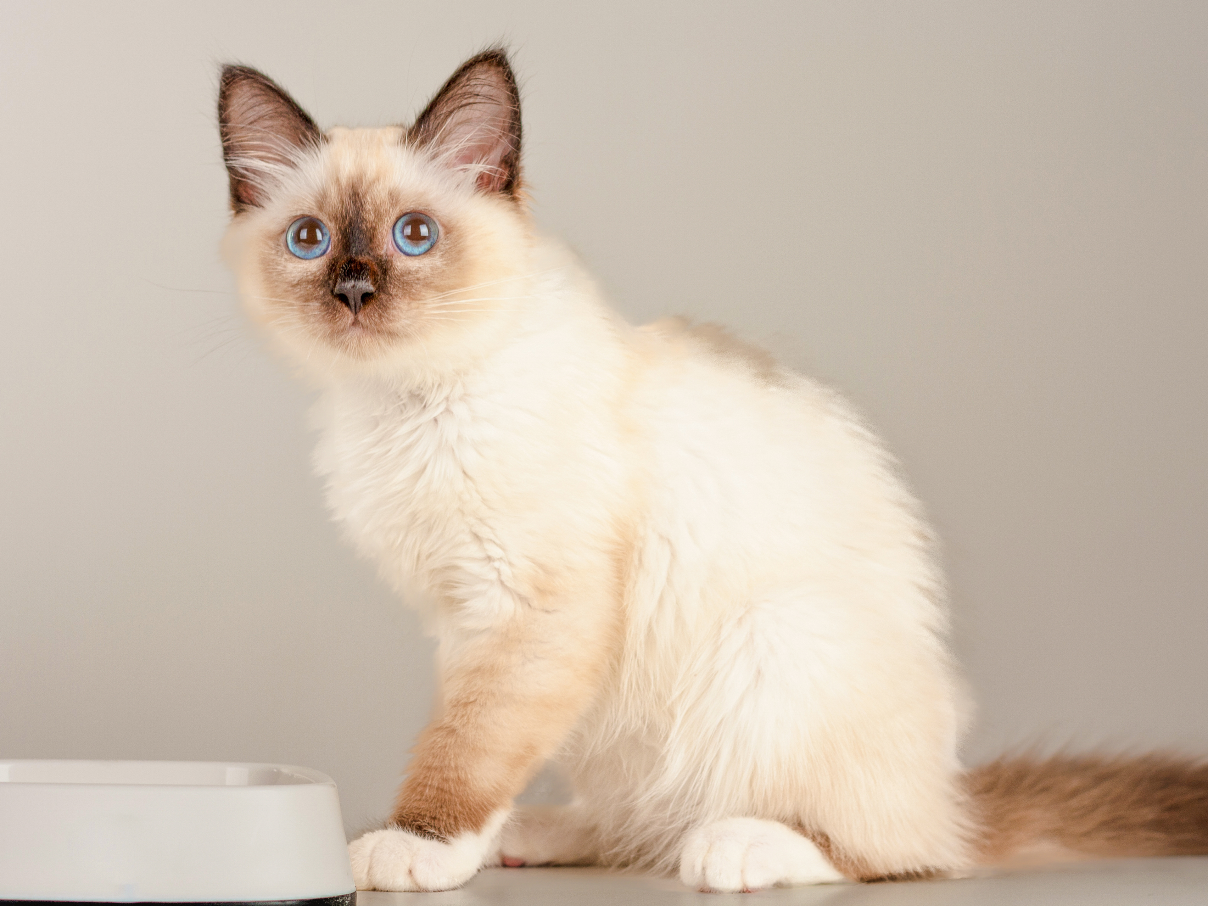 Sacred Birman kitten sitting indoors next to a white bowl