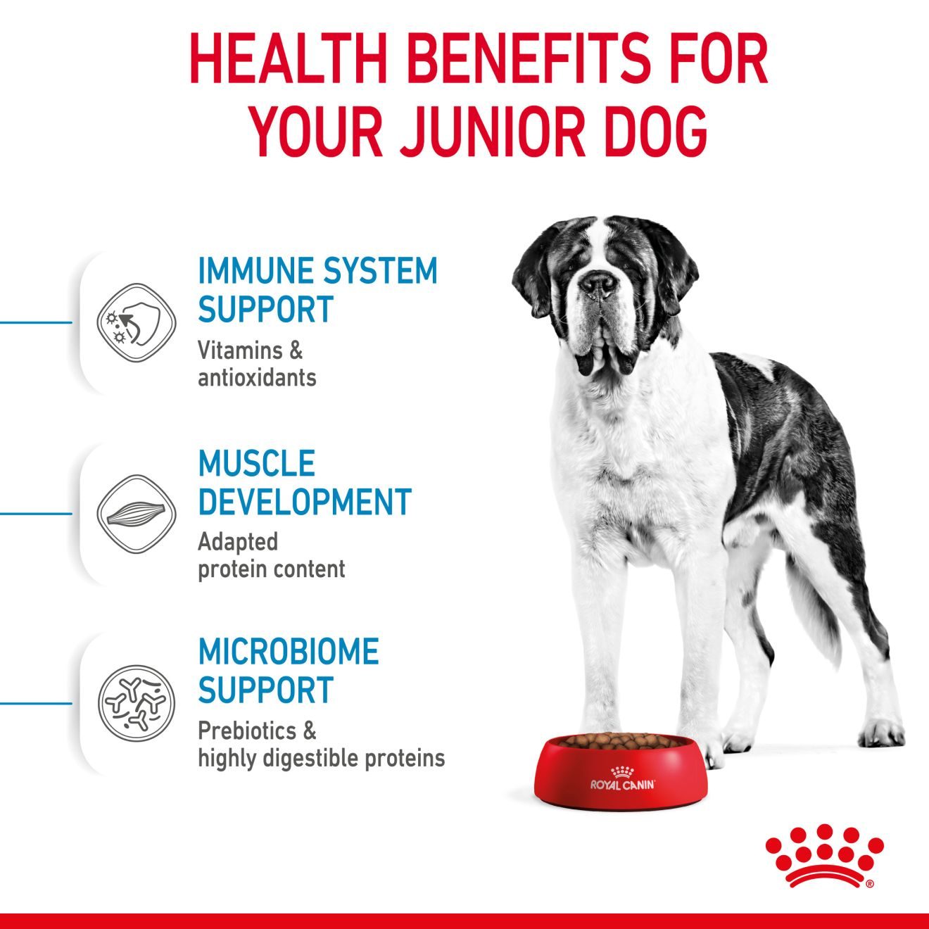 Royal canin junior shop giant dog food