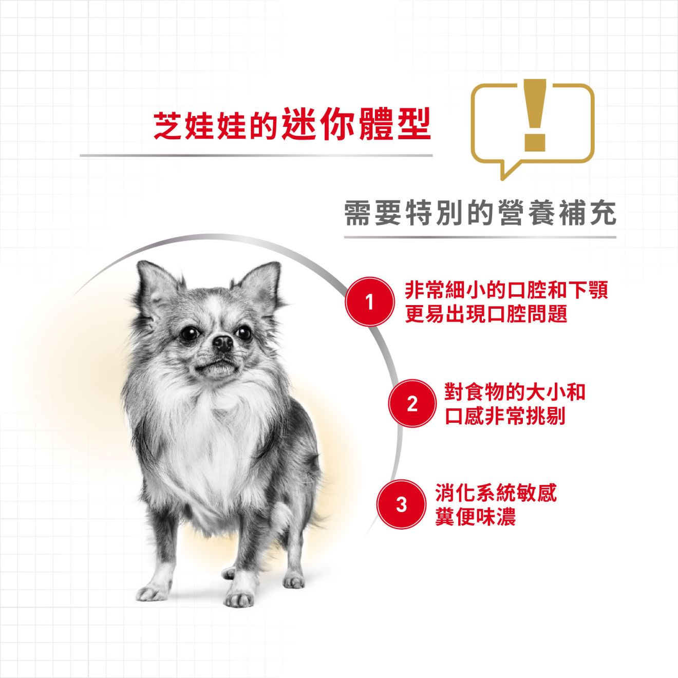 BHN 芝娃娃成犬專屬配方