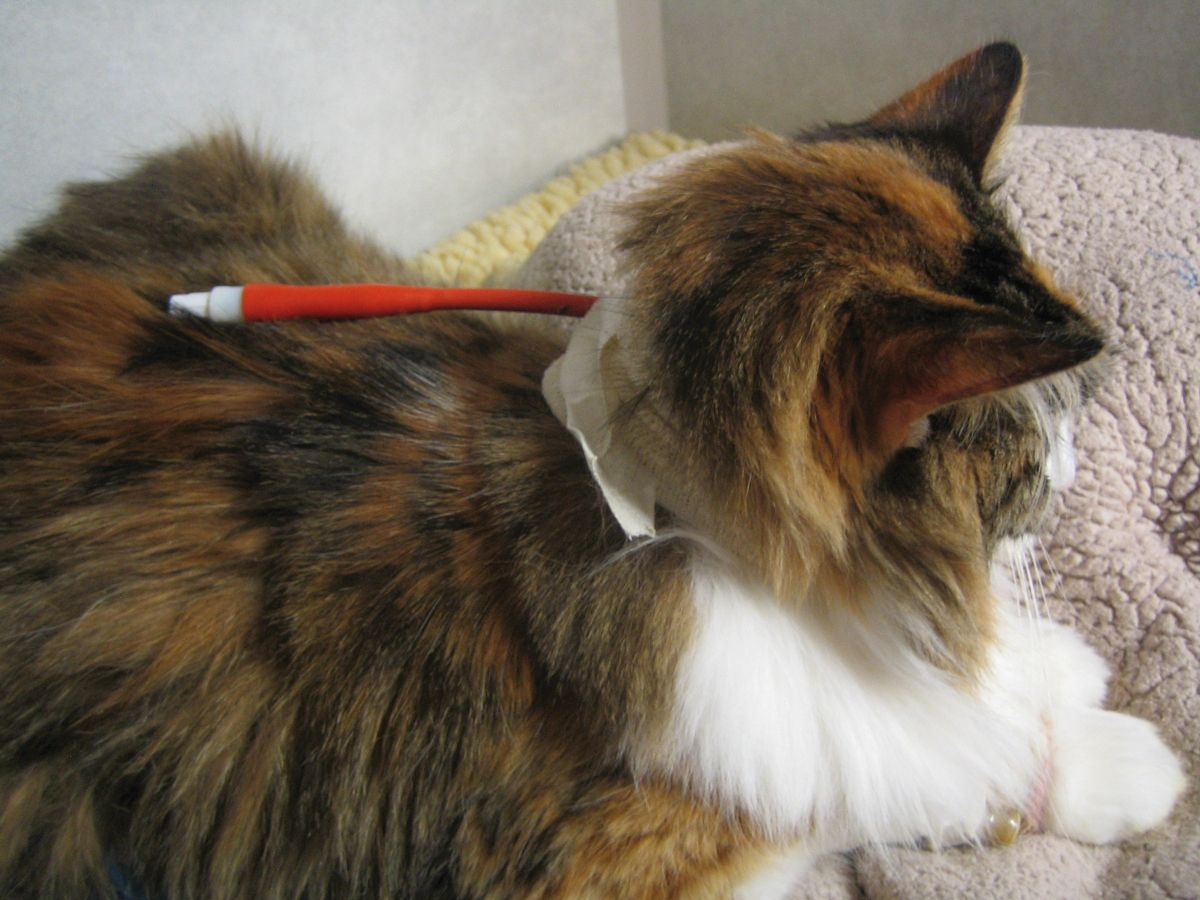 Placement of an esophageal feeding tube is recommended as an early and effective intervention in any cat that has stopped eating.