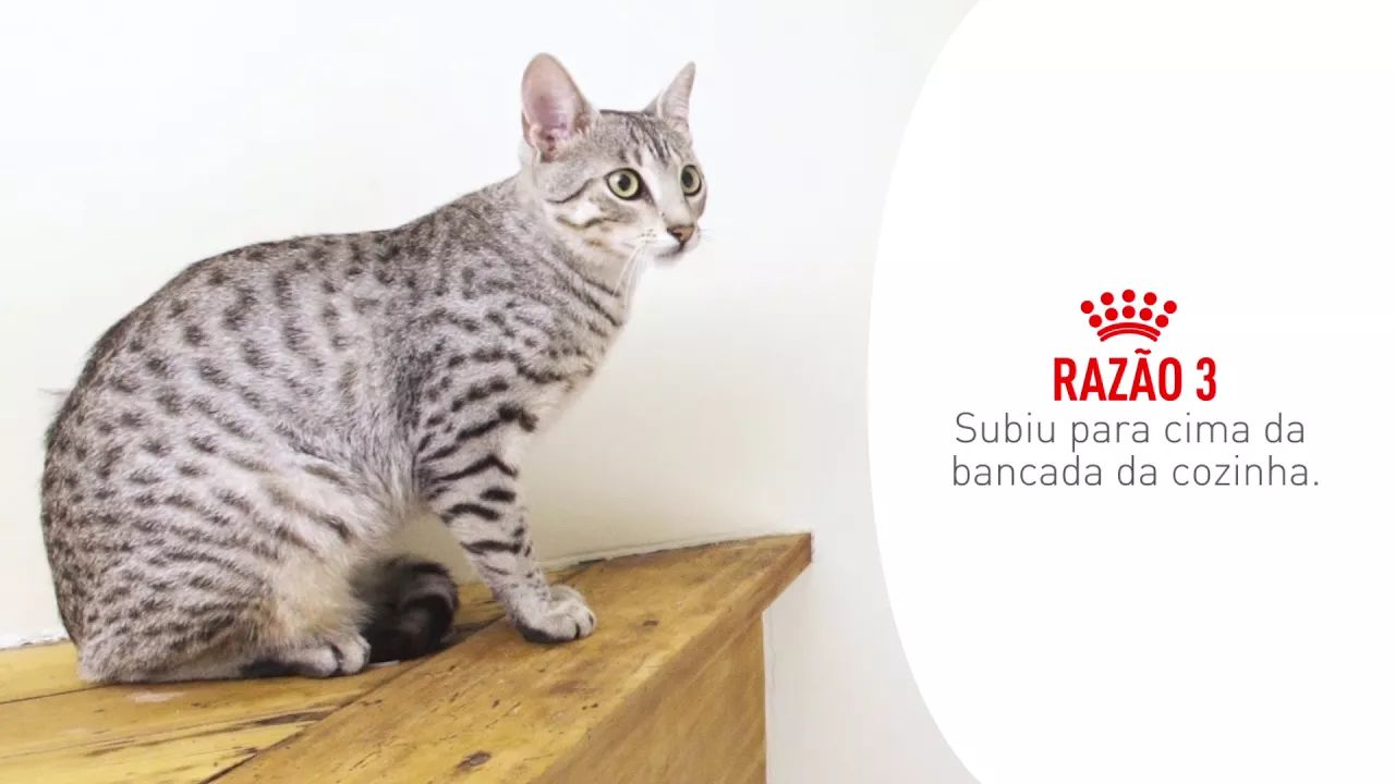 Cinco razões pelas quais o seu gato pode ter problemas gastrintestinais