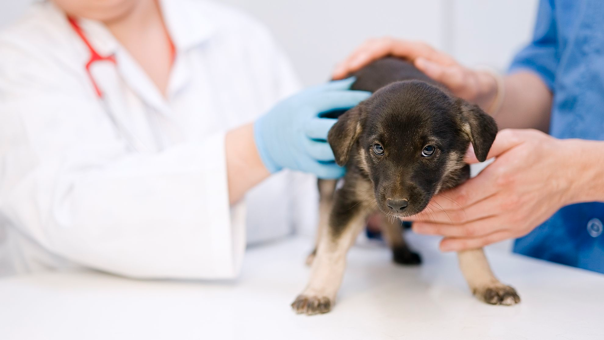 Dierenarts onderzoekt een puppy die staat op de behandeltafel