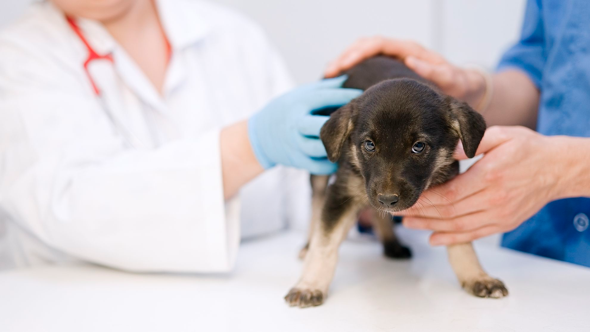 Veterinario examinando a un cachorro que está de pie sobre una mesa