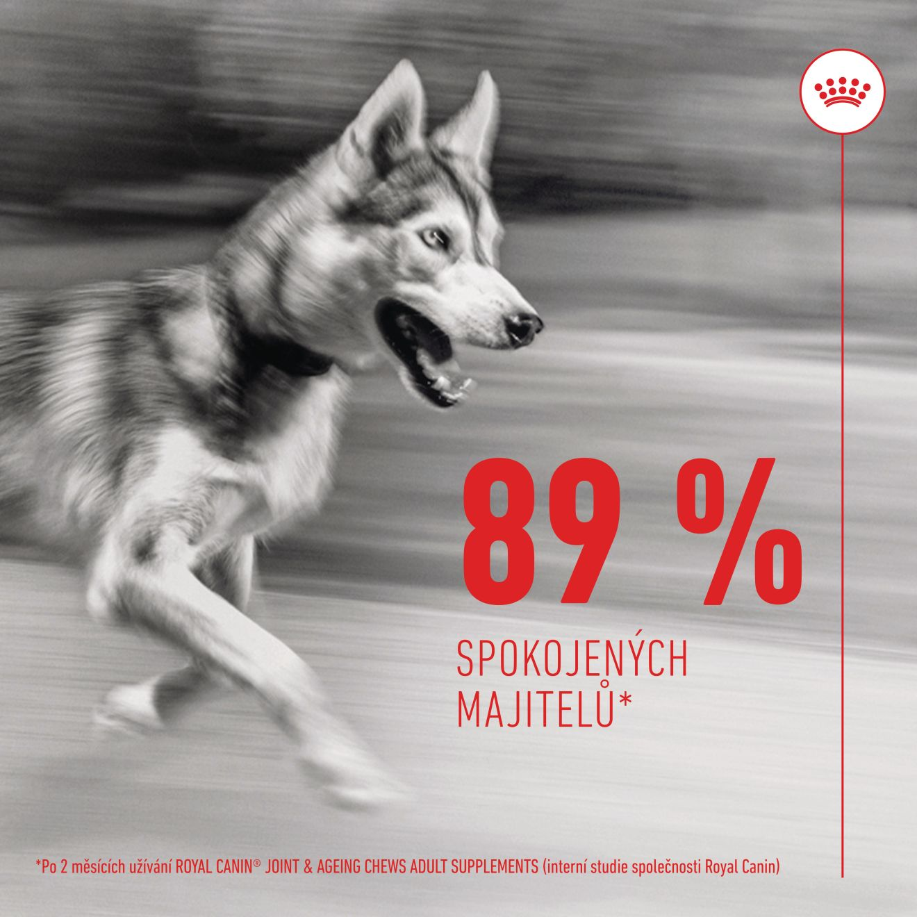  Supplement Dog Joint & ageing chews