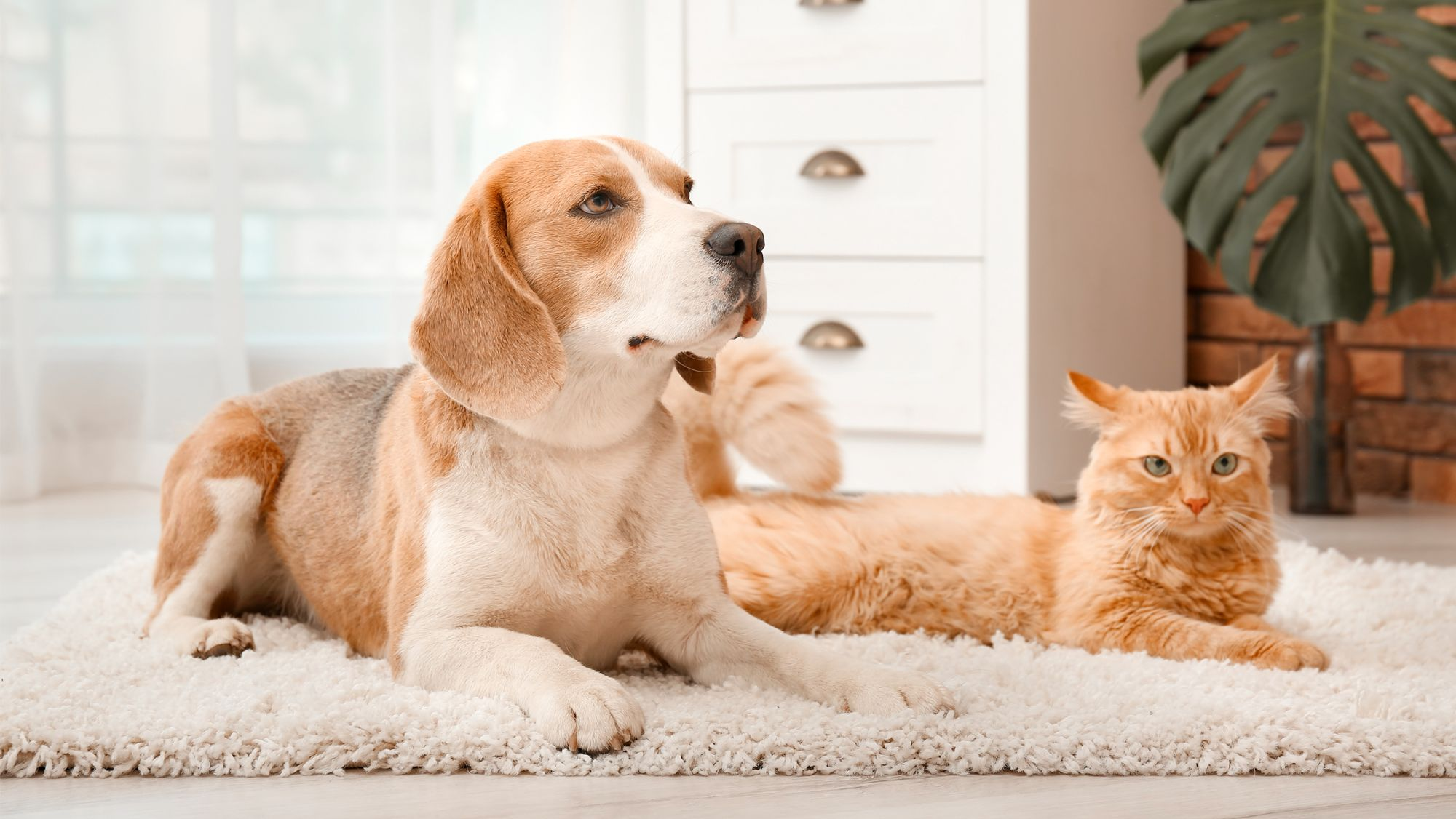 Yetişkin Beagle ve turuncu kedi iç mekanda beyaz bir halının üzerinde uzanmış yatıyor.