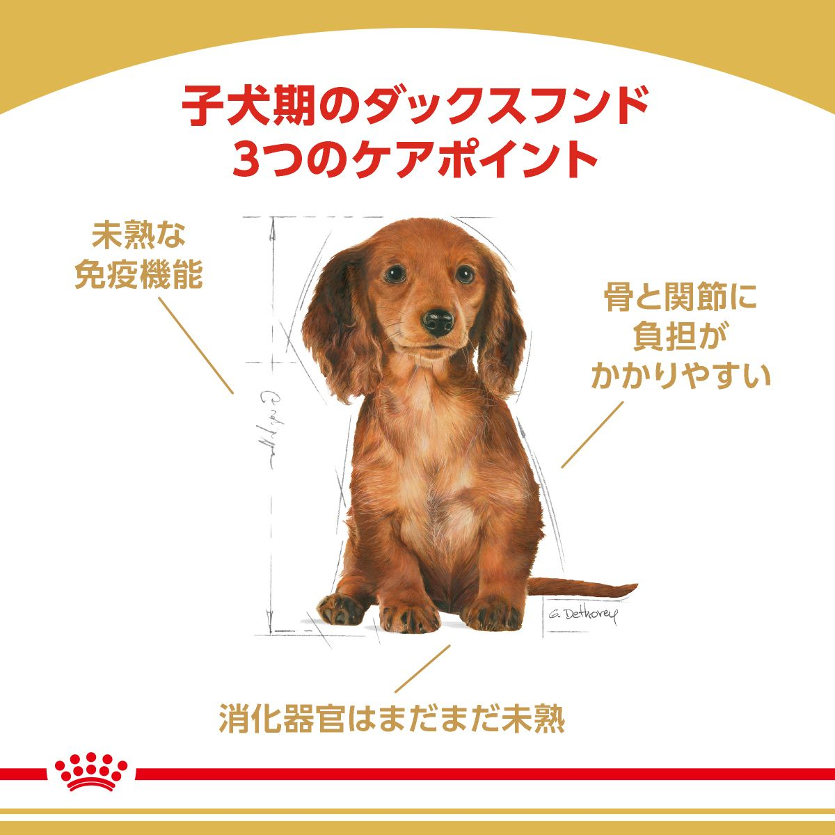 ダックスフンド 子犬用