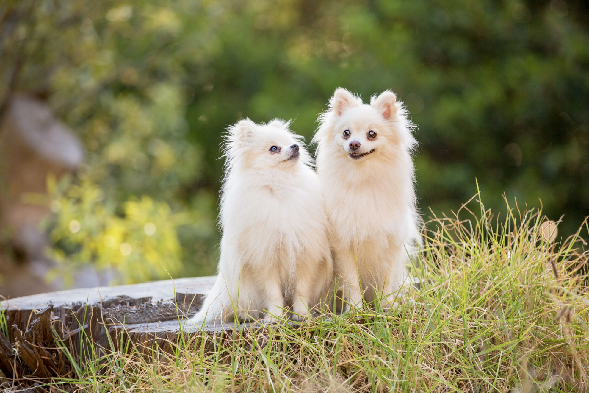 Two white long-haired chihuahua dogs in the forest